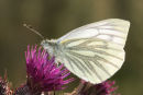 6481 Green-Veined White Butterfly (Artogeia napi) on Thistle Head
